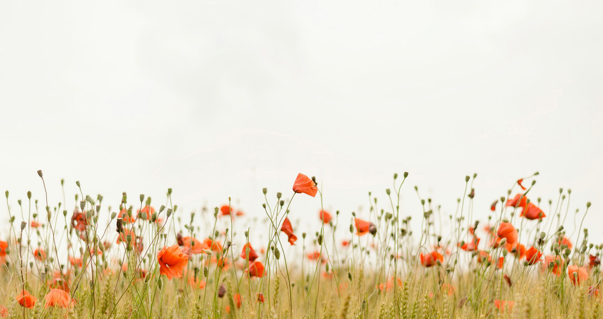 Ädelt liv Vallmofält fotograf: Henry Be